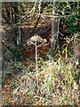 Giant hogweed