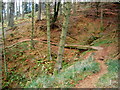 Cycle Trail in Newcastleton Forest