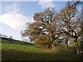 Trees near Tamatown