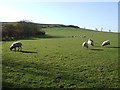 Grazing sheep below Hogshaw Hill