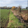 Field boundary WSW from Stonham Road