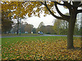 Autumn leaves, Wollaton Vale