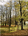 Woodland near Welton-le-Wold