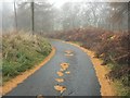 Autumn road