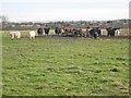 Cattle feeder near Canada Farm