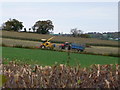 Still cutting maize in Betws-yn-Rhos