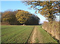 Footpath towards track past Little Newton Wood