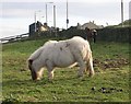 Shetland pony a long way from home!