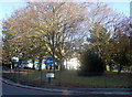 Highbury Corner trees