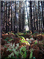 Woodland beside the B1150 (Norwich Road)