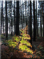 Bracken frond