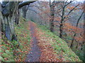 Path in Clyde Valley Woodlands Nature Reserve