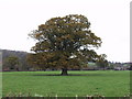 Oak tree in the grazings