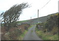 Wind deformed tree on the road leading to Penarfynydd Farm