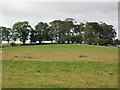 NZ0169 : Pastures and woodland near Clarewood by Mike Quinn