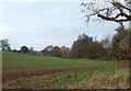 SO6587 : Crop Field near Lower Faintree, Shropshire by Roger  D Kidd