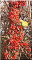 Bright berries (black bryony) in hedge