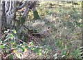 NJ6302 : Pheasants in the undergrowth by Stanley Howe