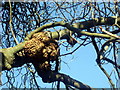 Lumpy growth on tree