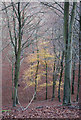 ST8919 : Solitary yellow tree in Melbury Wood by Toby