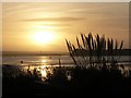 SZ0488 : Poole harbour: sunset and reeds by Chris Downer