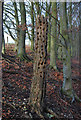 ST8919 : Pock-marked tree in Melbury Wood by Toby