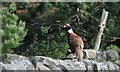 Pheasant on Wall