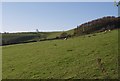 Punch Bowl Wood from Brayley Hill