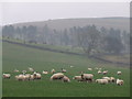 SD9057 : Sheep on pasture land south-east of Well Head Laithe by Roger Nunn