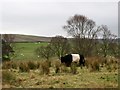 NY8261 : Belted Galloway in pastures near Langley by Mike Quinn
