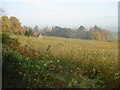 Putley apple orchards in autumn