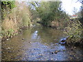 River Quin near Braughing