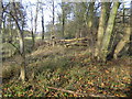 Braughing: Former Buntingford branch railway line