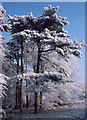 Heavy Hoar Frost on Trees, Hartsholme Country Park, Lincoln