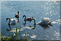 A Family of Swans in the River Witham