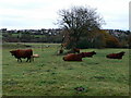 Cattle grazing at The Wern