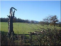 SO8148 : Dead tree at Upper Woodsfield Farm by Trevor Rickard