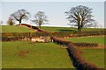 Trees and hedges near Aghalee