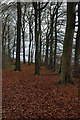 Beech trees on The Peak