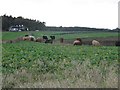 Strip grazing, Perryflats Road