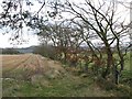 Beech hedge, Meadowflat