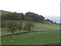 Ewes under Ewe Hill