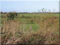 View across the fields and hedgerows