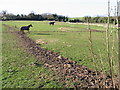 Paddock at the rear of St Augustine