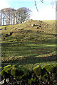 SK2155 : Limestone hillside and mossy wall by David Lally