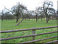 Small orchard near Veldt House