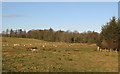 Pastures and woodland near Littleharle Tower