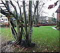 Remnants of a tree house Omagh