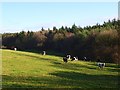 Pasture and woodland, Ipsden Heath