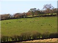 Pasture below Homer Farm